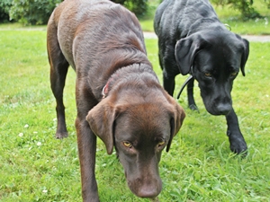 Wendy und Netty